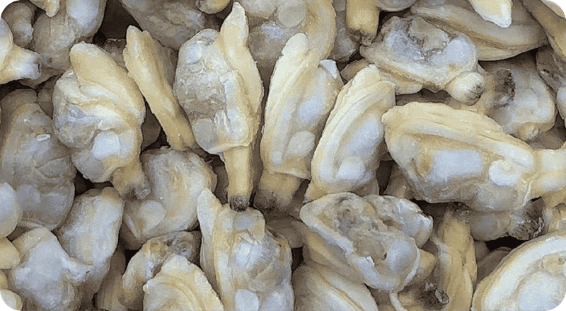 BOILED CLAM MEAT