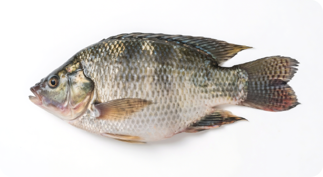 TILAPIA