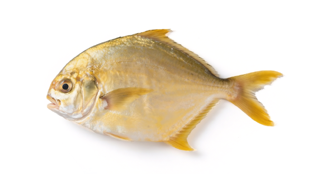 GOLDEN POMFRET