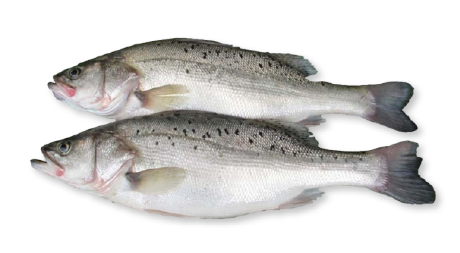 SEABASS