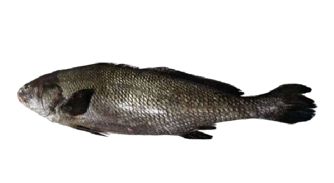 BROWN CROAKER