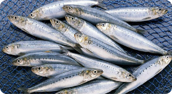 SARDINE