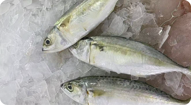 INDIAN MACKEREL