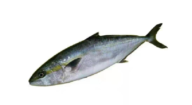 YELLOW TAIL