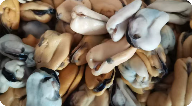MUSSEL MEAT
