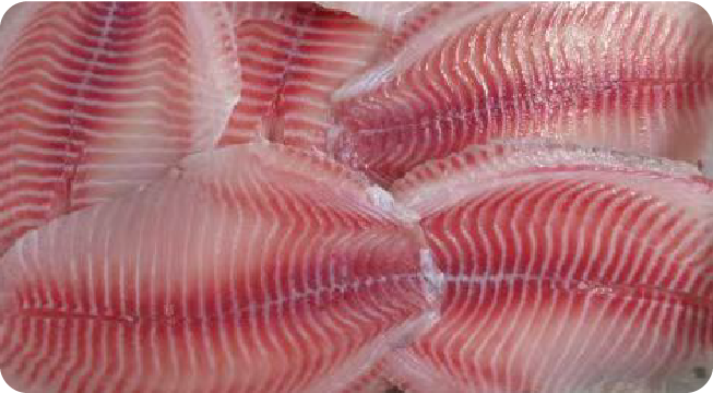 TILAPIA FILLET