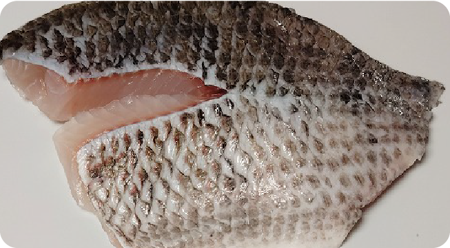 TILAPIA FILLET