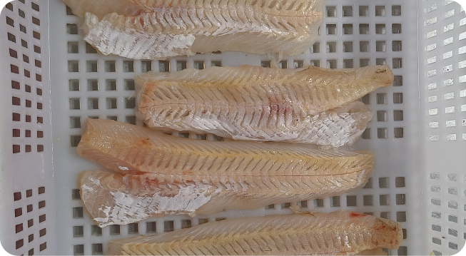 HAKE FILLET 