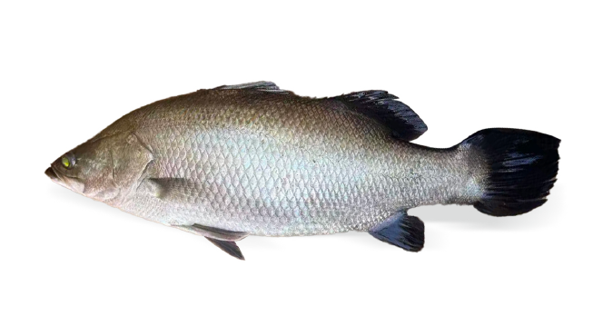 BARRAMUNDI