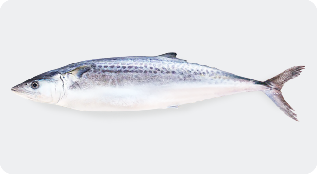 SPANISH MACKEREL